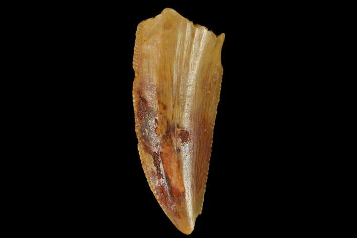 Serrated, Raptor Tooth - Real Dinosaur Tooth #133401